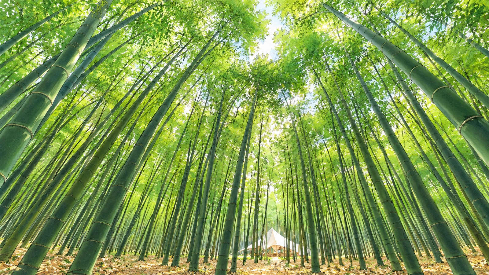 若竹の杜 若山農場の竹林を見上げる風景