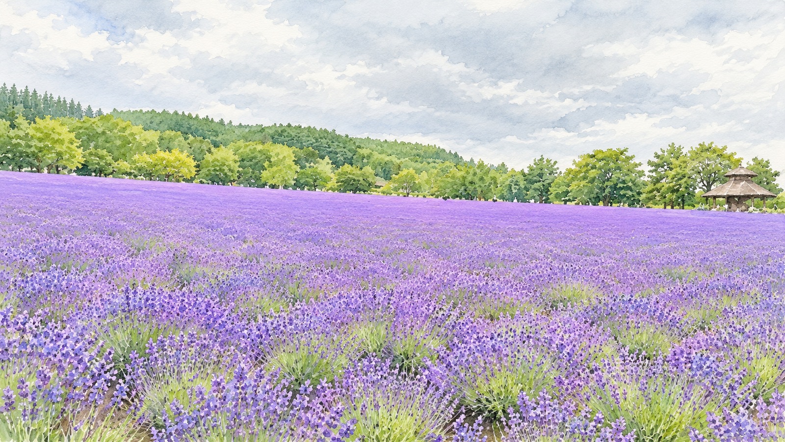 夏のファーム富田のラベンダー畑。花の見頃は季節で異なります